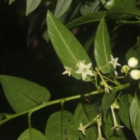 Cestrum nocturnum L.